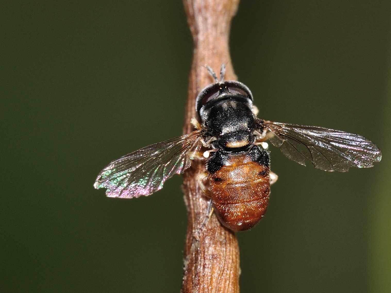 Syrphidae - Paragus sp. ???